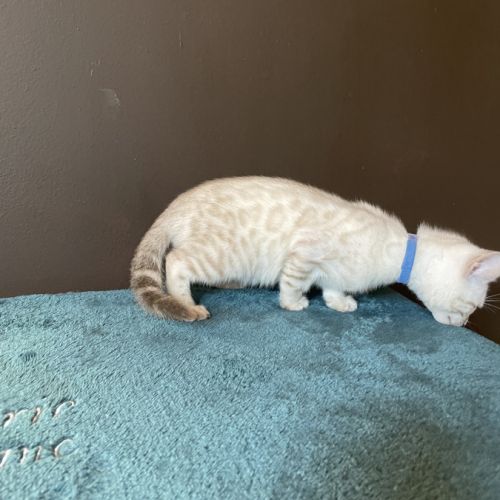Chatons bengal snow lynx loof