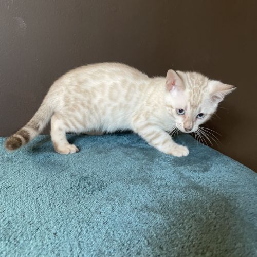 Chatons bengal snow lynx loof #2