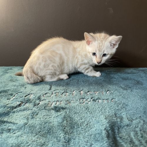Chatons bengal snow lynx loof #3