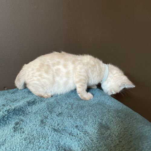 Chatons bengal snow lynx loof #6