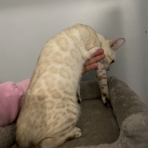 Chatons bengal snow lynx loof #7