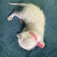 Chatons bengal snow lynx loof