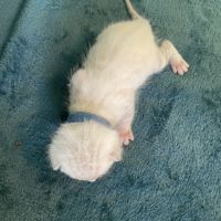 Chatons bengal snow lynx loof #2