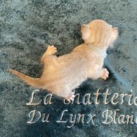 Chatons bengal snow lynx loof #5