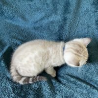 Chatons bengal snow lynx loof