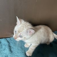 Chatons bengal snow lynx loof