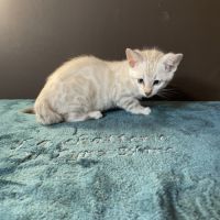 Chatons bengal snow lynx loof #3