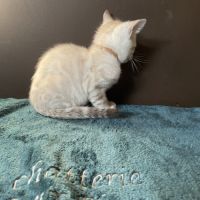 Chatons bengal snow lynx loof #4