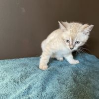 Chatons bengal snow lynx loof #5