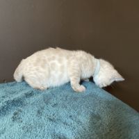Chatons bengal snow lynx loof #6