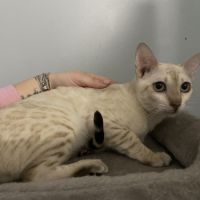 Chatons bengal snow lynx loof #6