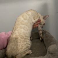 Chatons bengal snow lynx loof #7
