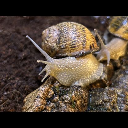 Escargot gros gris #1