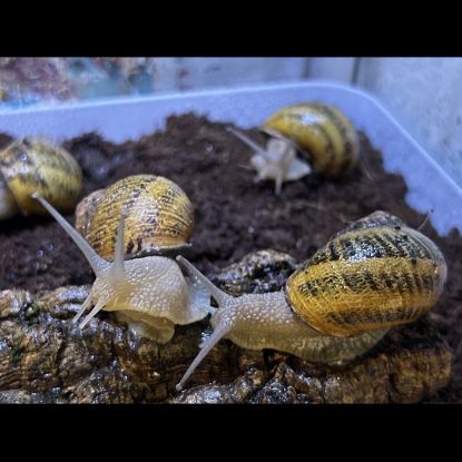 Escargot gros gris #3