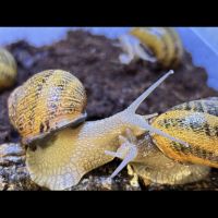 Escargot gros gris #0