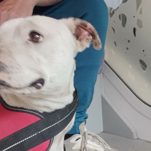 Staffordshire bull terrier #1
