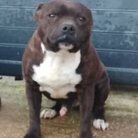 Staffordshire bull terrier #2