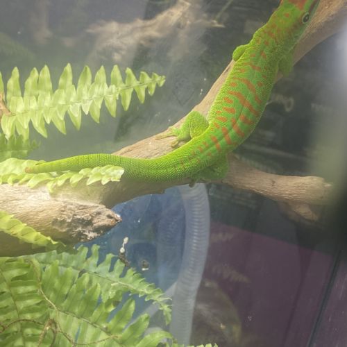 Rencontre phelsuma grandis pour repro #1