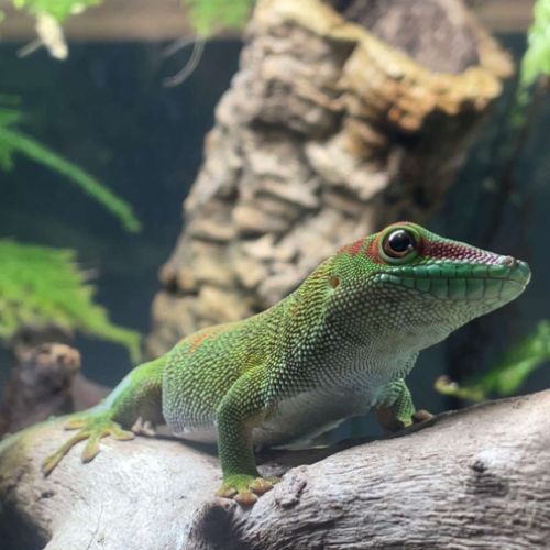 Rencontre phelsuma grandis pour repro #3