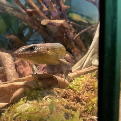 Eutropis multifasciata #1