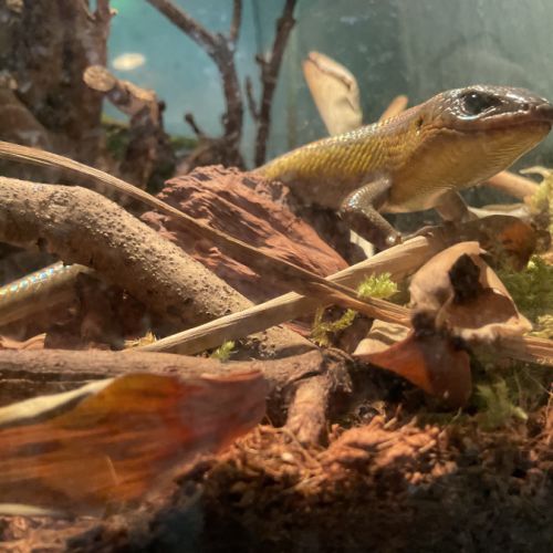 Eutropis multifasciata #2