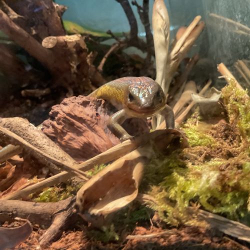 Eutropis multifasciata #3