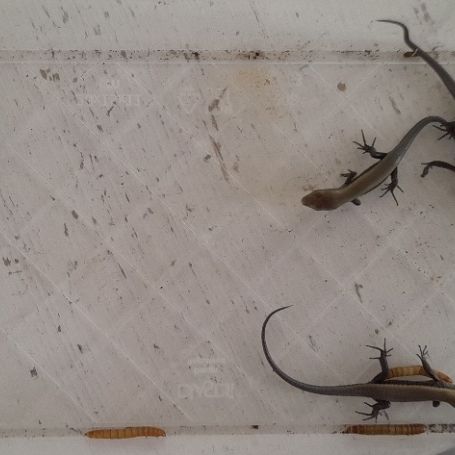 Eutropis multifasciata #0