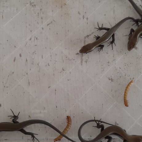 Eutropis multifasciata #6