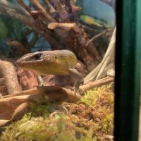 Eutropis multifasciata #1