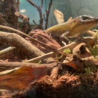 Eutropis multifasciata #2
