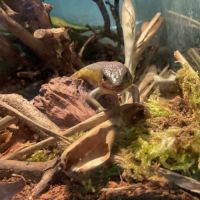 Eutropis multifasciata #3