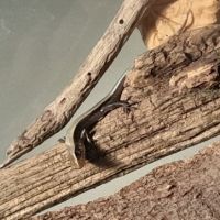 Eutropis multifasciata #4