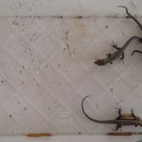 Eutropis multifasciata