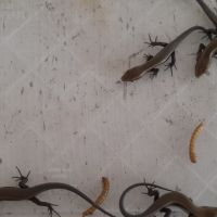 Eutropis multifasciata #6