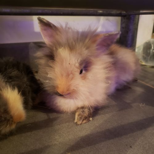 Bébés lapins nains angora/tête de lion #1
