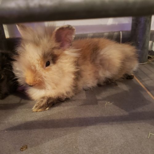Bébés lapins nains angora/tête de lion #2