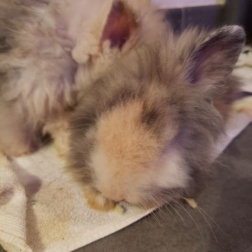 Bébés lapins nains angora/tête de lion #3