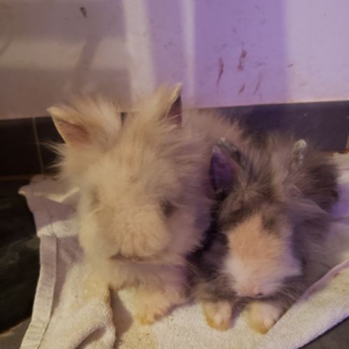 Bébés lapins nains angora/tête de lion