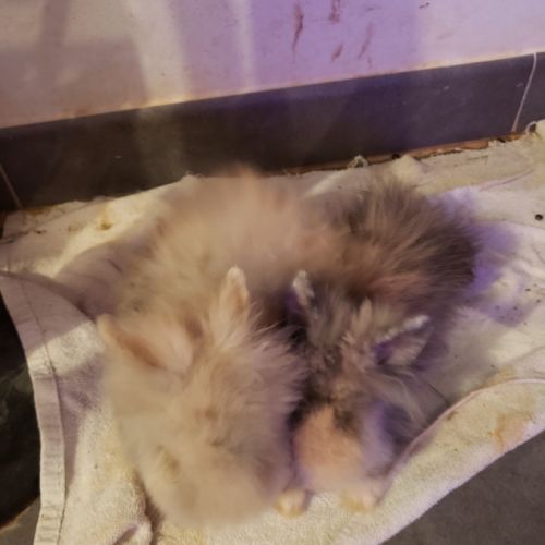 Bébés lapins nains angora/tête de lion #5
