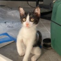 Patoune, adorable chaton à l'adoption #1