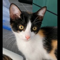 Patoune, adorable chaton à l'adoption
