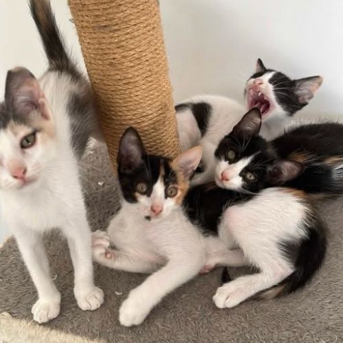 Poutiou, adorable chaton à l'adoption #1