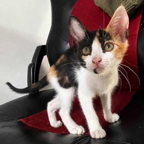 Poutiou, adorable chaton à l'adoption #0