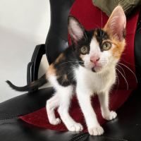 Poutiou, adorable chaton à l'adoption