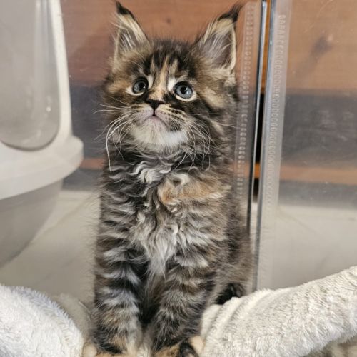 Femelle maine coon #0