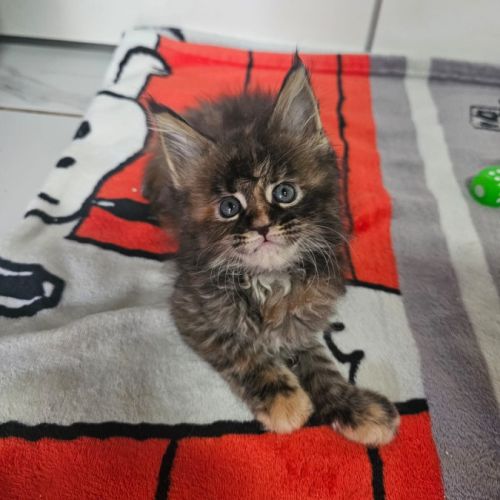 Femelle maine coon #2