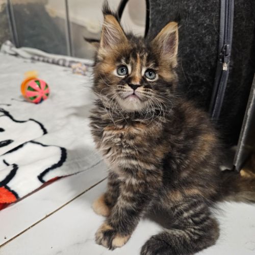Femelle maine coon #3