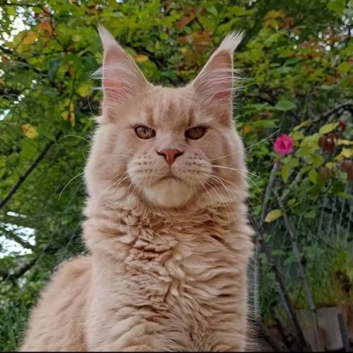 Femelle maine coon #4