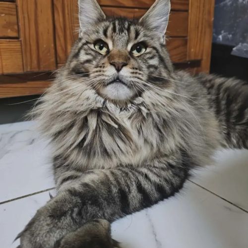 Femelle maine coon #5