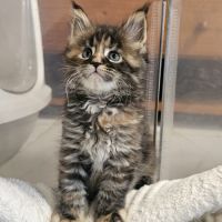 Femelle maine coon